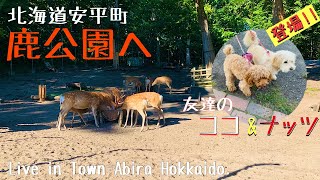 北海道安平町 鹿公園へ!(Live in Park-Deer Town Anita.)