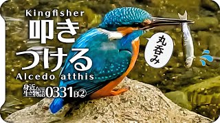 0331B②【カワセミ捕食で魚を叩きつける】猛禽類ツミ。メジロとシジュウカラに青虫が食べられる。足怪我オオバン引っ越し。カルガモ桜。鶴見川水系恩田川でコンデジ野鳥 #身近な生き物語　#カワセミ #捕食