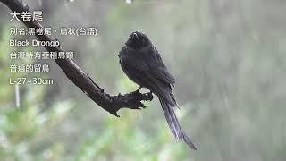 大卷尾/Black Drongo