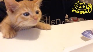 茶トラ子猫「ひろし」飼い主の顔見ておねだりニャ～・・・かっ可愛い～ Cute cat video:  Dinner time