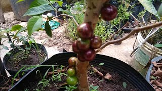 jabuticaba escarlate precoce (Myrciaria cauliflora) a venda em Niterói RJ Brasil 🇧🇷