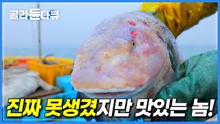 애주가들은 눈만 마주쳐도 마음이 뭉클하다는 ‘겨울철 이쁜것들’|생긴 건 진짜 두 눈 뜨고 못봐주겠지만, 입에 넣는 순간 세상에서 가장 아름다운 물고기|한국기행|#골라듄다큐