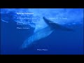 the blue planet dvd disc 2 menu open ocean the deep