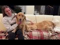 dogs cry with hapiness when reunited with family