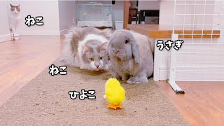 うさぎと猫の暮らす家にひよこが遊びに来ました🏠猫とうさぎみんなで遊ぶ♪