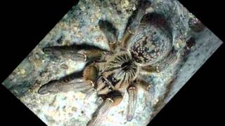 Tarantula.wmv