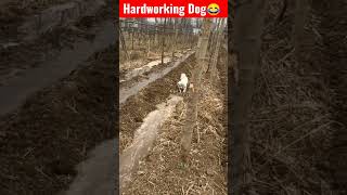 #Hardworking Dog🙏🙏# Funny Dog#shortvideo