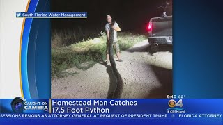 Trapper Nabs Huge Python In The Everglades