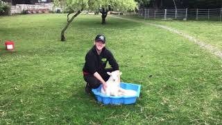 Woodfield miracle Lamb Rescue (Boris)