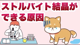 犬にストルバイト結晶ができる原因【獣医師解説】