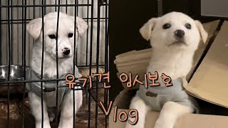 임시보호 브이로그 | 유기견과의 첫 만남 | 유기견보호소에서 시작된 인연, 일주일간의 기록(Day 1~7)