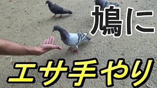 鳩は人の手からエサを食べるのか？