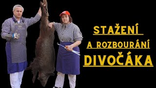 Divočák | Kompletní návod na stažení a rozbourání divočáka | Bachyně 80 kg