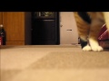 投げたボールを持ってくる猫 the cat which brings the ball which i threw