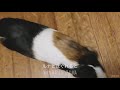 モルモットの夜回り隊 guinea pig stay up late