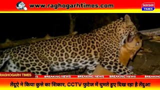 NFL: Leopard hunted dog, CCTV footage shows leopard roaming in #Leopard #forest