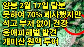 양봉 2월 16일 탈분 못하여 70% 폐사했지만 석고 부저 없이 건강 응애피해벌 발견 개미산 원액 투여