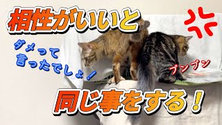 #162【保護猫】保護した時には信じられない程仲良しになったのは良いのですがお互い真似て欲しくない事も一緒にする始末飼い主は黙って後処理をするのみ…