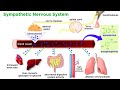 The Physiology of Emotion and Stress