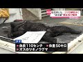 住宅街で“走る姿”…クマの目撃相次ぎ猟友会が駆除　山形・村山市（2021年6月23日放送「news every.」より）