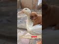 Friendship /puppy and duck . A beautiful moment #1173 - #shorts