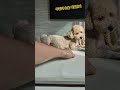 하루 tv 주인을 손절 하는 말티푸. shorts 강아지 puppy 반려견 maltipoo