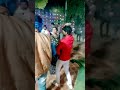 👌👌 गांव दर्शन wedding dance viral dance shorts trend search good mor 👍