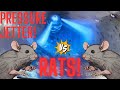 RATS GET IN YOUR HOME always from a sewer? Lets see...