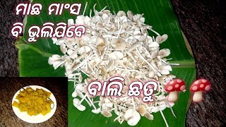 (ବାଲି ଛତୁ ବେସର )ଭୁଲିଯିବେ ମାଛ ମାଂସ ‼️Bali Chhatu besara/Chhatu odia recipe/Sand mushroom besara