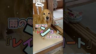 雨だけど……散歩の準備をする愛犬ホットくん