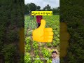 ખેડૂત નો નવો જુગાડ new jugaad in agriculture jugaad જુગાડ farming agriculture udaydhakel