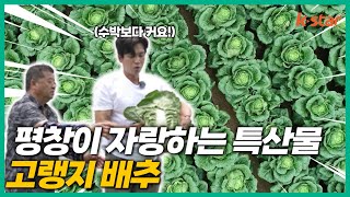 [구본승의 마을을 걷다]  강원 평창의 자랑, 고랭지 배추! 수확 체험해봤습니다