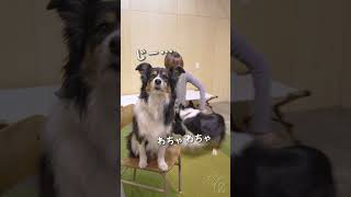 そっくり犬のボーダーコリーとオゥシーだけど性格は全然違うよ　#ボーダーコリー #オーストラリアンシェパード #dog