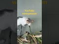 makhlukhaluslagibersama daun#viralvideo#cat#catlover#kucingkampung#kucinglucu#kucinglucu#catshorts