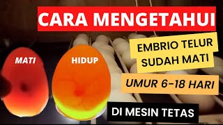 Cara Mengetahui Embrio Telur Sudah Mati Di Umur 6-18 Hari Dalam Penetasan