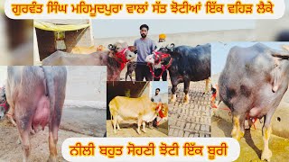 #date(21-01-25)Seven animals for sale ਸੱਤ ਝੋਟੀਆਂ ਇੱਕ ਵਹਿੜ ਵਿਕਾਊ ਪਿੰਡ ਮਹਿਮੂਦਪੁਰ