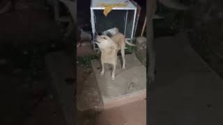 பார்ப்பதற்கு அப்பாவி போல் இருக்கும் சைக்கோ..! funny dog 😁😁😁 #dog  #pets #தெருநாய் #funnydog #shorts