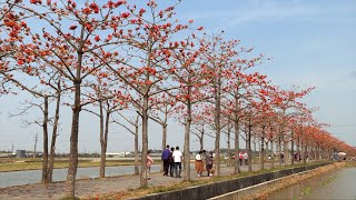 季節限定！台南白河林初埤木棉花道 火紅盛開 - 賞花景點 - 台灣新聞