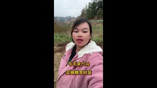 人生就像一颗果树，在风雨中成长，等繁花落尽，就能收获硕果累累 愿所有的付出都有收获吧#农村生活