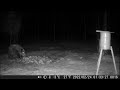 meža kuilis zog bietes. wild boar sus scrofa meža kameras trail camera