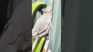 オカメインコのレヴィンちゃん、タイマーの音を覚える