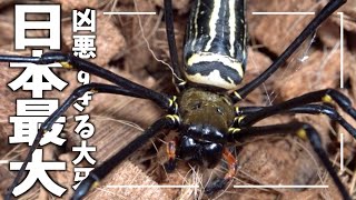 【日本最大のクモ】オオジョロウグモの飼育環境作り