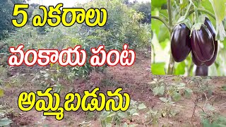 5 ఎకరాలు భూమి అమ్మబడును | Brinjal Cultivation Land For Sale | Egg Plant Garden | Mee Bhoomi Channel