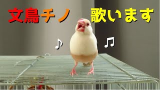 ้ทๆ้้ณดใ็ถใใๆ้ณฅใใ Java Sparrow Singing