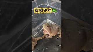 奶兇奶兇小丑蛙 #樹蛙 #角蛙 #小丑蛙#frog