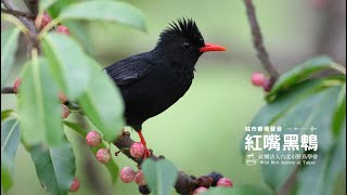 城市療癒聲音  紅嘴黑鵯