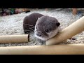 カワウソ コタロー　謎の声にめちゃ可愛い返事をする　kotaro the otter funny talking otter