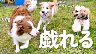 仔犬ちゃん達にまざって遊ぶボーダーコリーが一生懸命で尊い♡