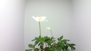 【山野草】イチリンソウの開花（花の開花＃670) / Flowering Anemone nikoensis (Timelapse)