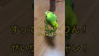 すってんころりん！せいりゅうチャン！